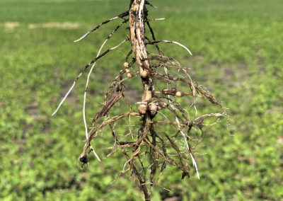 Soybean roots with nodules