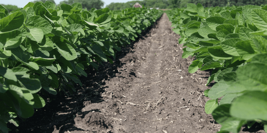 close up image between two soybean rows